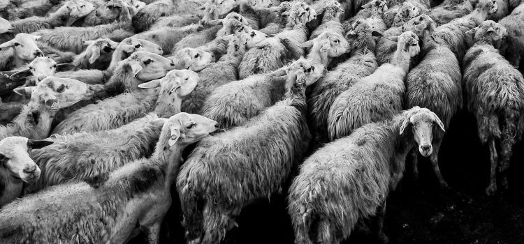 Sheeps Video